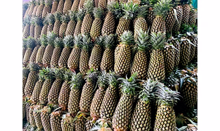 Pineapples