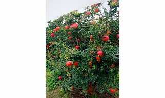 Pomegranate