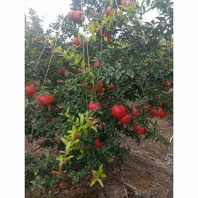 pomegranate