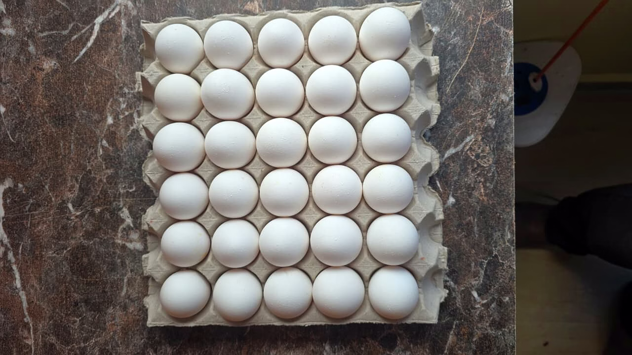 EGGS image 1