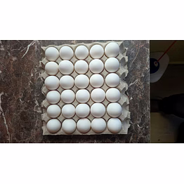 eggs