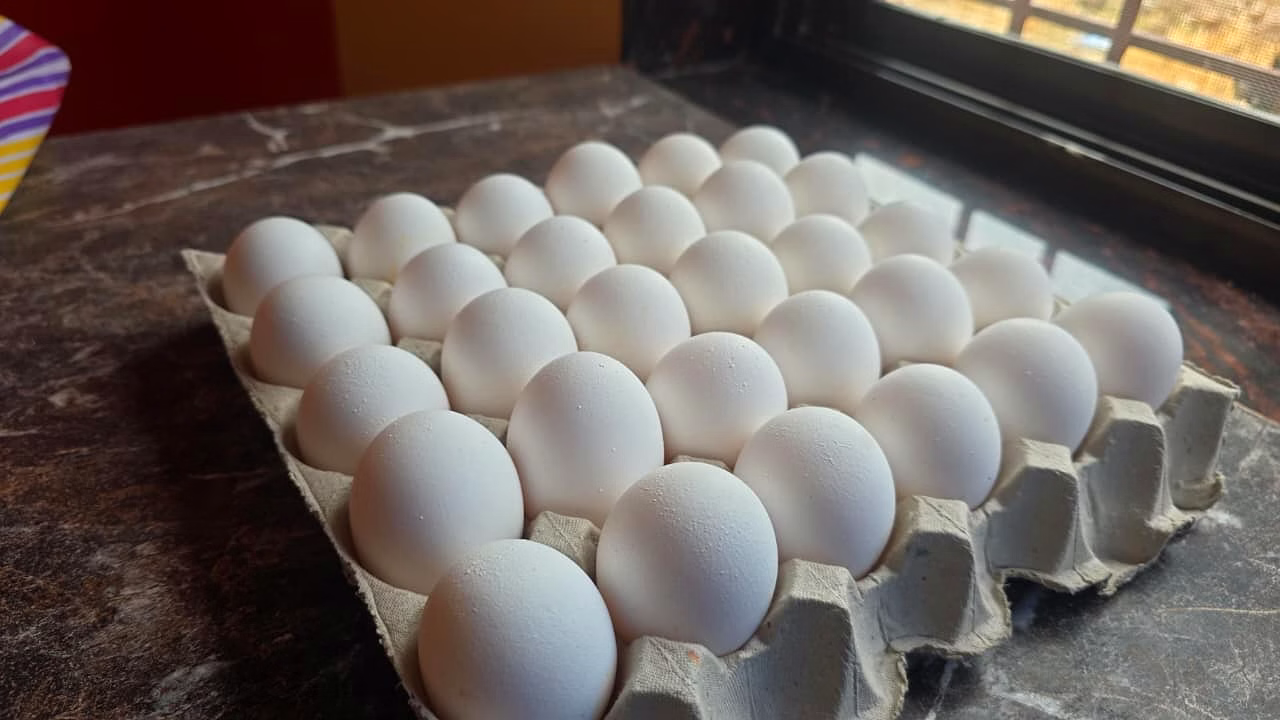 EGGS image 2