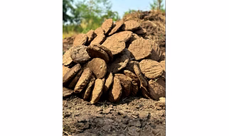Cow Dung (Cake & Powder)