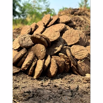 cow dung (cake & powder)