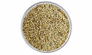 Pearl Millet (Bajra)