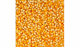 Maize