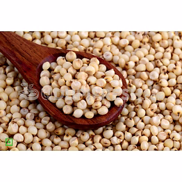 sorghum (jowar)