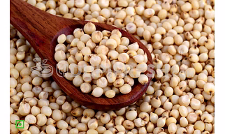 Sorghum (jowar)