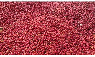 Indian onion