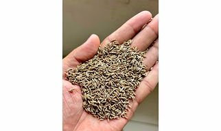 Cumin seeds