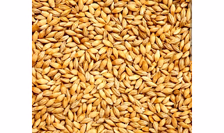 Organic wheat