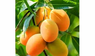 Organic Mangoes