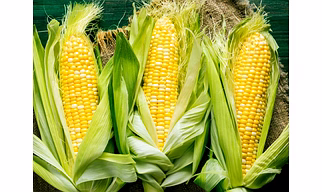 Hybrid Corn