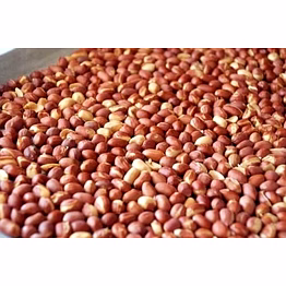 peanut (bold and java/spanish peanuts, gujarat peanuts g-20, g-6, j-11).