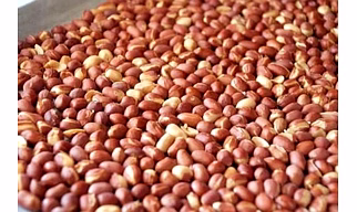 Peanut (Bold and Java/Spanish Peanuts, Gujarat Peanuts G-20, G-6, J-11).