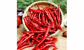 Red Chilli (Guntur, Teja, Kashmiri, S17, Byadgi, etc.,).