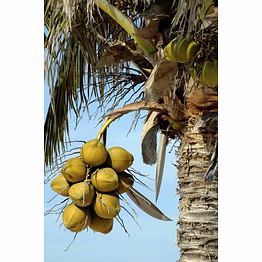 coconut