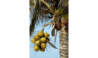 Coconut