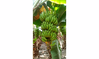 Fresh G9 Cavendish Banana