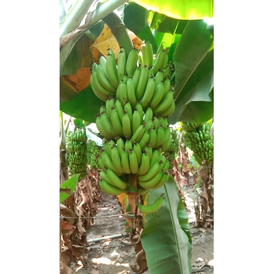 Fresh G9 Cavendish Banana