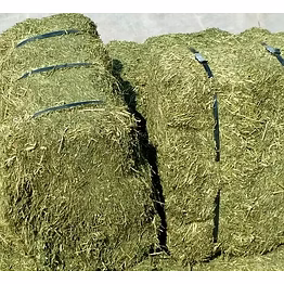 alfalfa hay bales