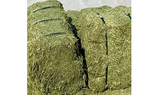 Alfalfa Hay Bales