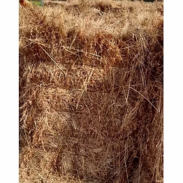 dongari hay