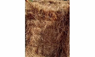 Dongari Hay
