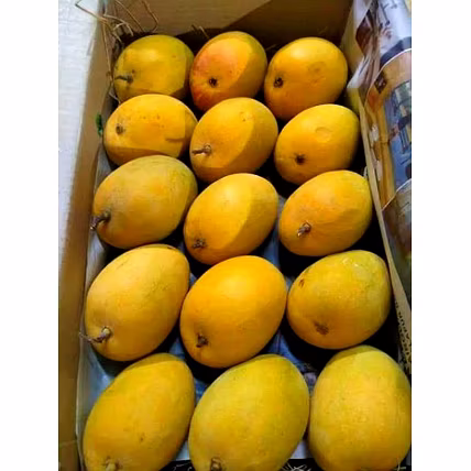 Alphonso (Hapus) Mango-2