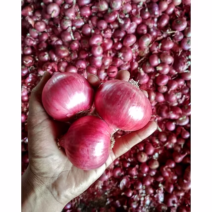 Red Onion-1