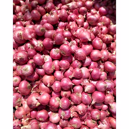 Red Onion-2