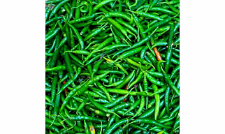 G4 Gauri Green Chilli