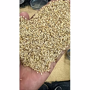 SESAME SEED BLACK, WHITE, NATURAL
