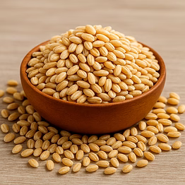premium barley (jau) for bulk purchase | wholesale supplier & importer