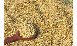 Premium Organic Foxtail Millet (Kangni) - Nutrient-Rich & Versatile Grain