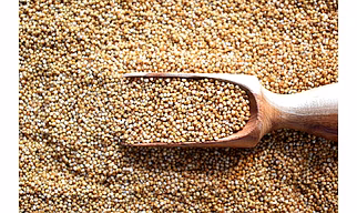 Organic Little Millet (Kutki) - Nutritious & Sustainable Grain Option