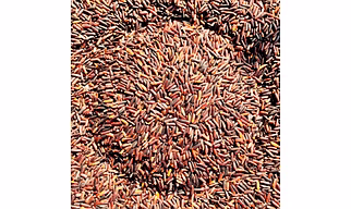 Chal Hai Black Rice - Authentic GI Tagged Manipur Black Rice Variety