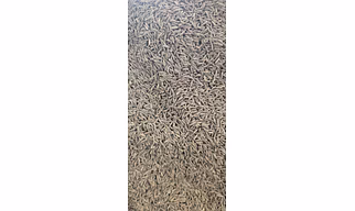Export Quality Premium Cumin Seeds