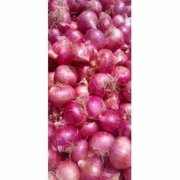 nasik origin red onion 55mm+