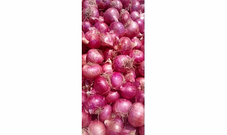 Red Onion 55mm+