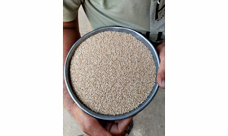 Premium Export Quality Sesame Seeds – High Purity & Rich Aroma