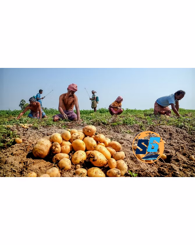 Potatoes-5