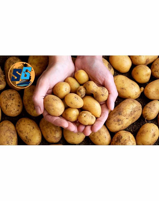 Potatoes-4