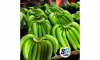 Banana G9