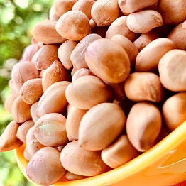 bold peanut