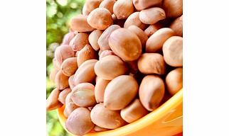 Bold Peanut