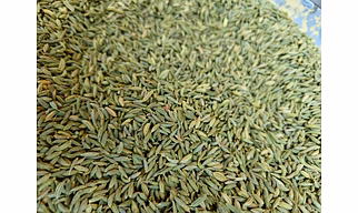 Fennel