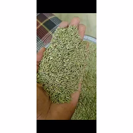 fennel