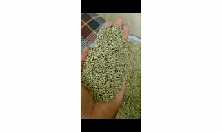 Fennel