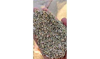 Fennel